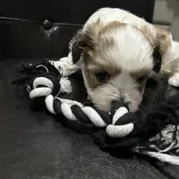 Bobby, a male Shih Tzu for sale in Warren, MI – 9 of 10