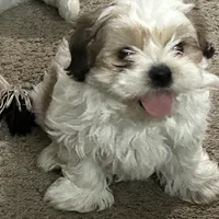 Bobby, a male Shih Tzu for sale in Warren, MI – 2 of 10