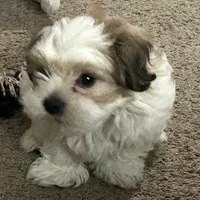 Bobby, a male Shih Tzu for sale in Warren, MI – 3 of 10