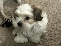 Bobby, a male Shih Tzu for sale in Warren, MI – Photo 3 of 10