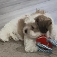 Bobby, a male Shih Tzu for sale in Warren, MI – 4 of 10