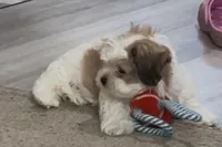 Bobby, a male Shih Tzu for sale in Warren, MI – Photo 4 of 10