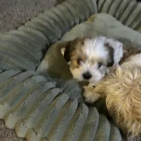 Bobby, a male Shih Tzu for sale in Warren, MI – 5 of 10