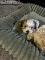 Bobby, a male Shih Tzu for sale in Warren, MI – Photo 5 of 10