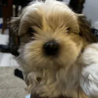 Bobby, a male Shih Tzu for sale in Warren, MI – 1 of 10