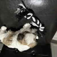 Bobby, a male Shih Tzu for sale in Warren, MI – 10 of 10
