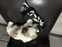 Bobby, a male Shih Tzu for sale in Warren, MI – Photo 10 of 10