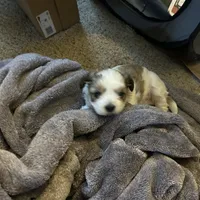 Bobby, a male Shih Tzu for sale in Warren, MI – 7 of 10