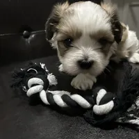 Bobby, a male Shih Tzu for sale in Warren, MI – 8 of 10