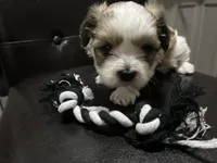 Bobby, a male Shih Tzu for sale in Warren, MI – Photo 8 of 10