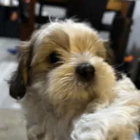 Bobby, a male Shih Tzu for sale in Warren, MI – 6 of 10
