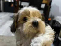 Bobby, a male Shih Tzu for sale in Warren, MI – Photo 6 of 10