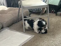Star, a female Shih Tzu for sale in Warren, MI – 1 of 6