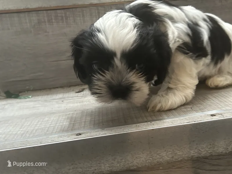 Bee – Shih Tzu puppy for sale in Warren, MI