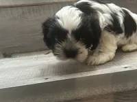 Bee, a female Shih Tzu for sale in Warren, MI – 1 of 4
