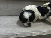 Star, a female Shih Tzu for sale in Warren, MI – 4 of 6