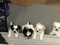 Bunny , a female Shih Tzu for sale in Warren, MI – 5 of 9