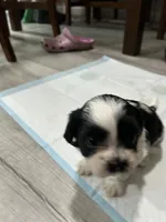 Star, a female Shih Tzu for sale in Warren, MI – 3 of 4