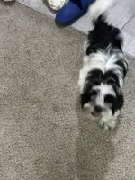 Bee, a female Shih Tzu for sale in Warren, MI – 2 of 8