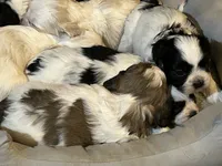 Mohogany , a female Shih Tzu for sale in Warren, MI – 2 of 3