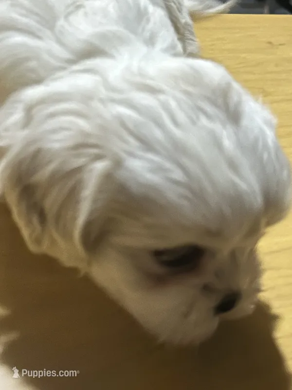 Bunny , a female Shih Tzu for sale in Warren, MI – 1 of 3