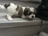 Mahogany , a female Shih Tzu for sale in Warren, MI – 7 of 9