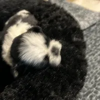 Tiny, a female Shih Tzu for sale in Warren, MI – 1 of 3