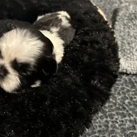 Tiny, a female Shih Tzu for sale in Warren, MI – 3 of 3