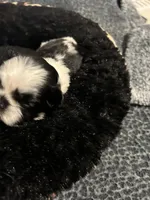 processed/a92ecf63-a556-4f8c-a053-3ce89e87051e/listing/8f80ec4b-7eb8-4116-8ce7-0079534718e9/9a68252c-62c4-47ae-a77d-dc6349c760d9