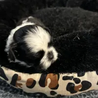 Tiny, a female Shih Tzu for sale in Warren, MI – 2 of 3