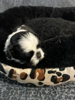 processed/a92ecf63-a556-4f8c-a053-3ce89e87051e/listing/8f80ec4b-7eb8-4116-8ce7-0079534718e9/c6daa7bd-11b8-4d92-acef-aaa30b0aae62