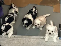 Sugar, a female Shih Tzu for sale in Warren, MI – 8 of 10