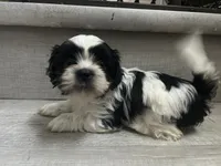 Bee, a female Shih Tzu for sale in Warren, MI – 1 of 5