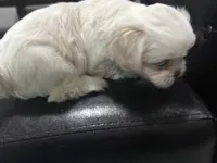 Bunny , a female Shih Tzu for sale in Warren, MI – 9 of 9