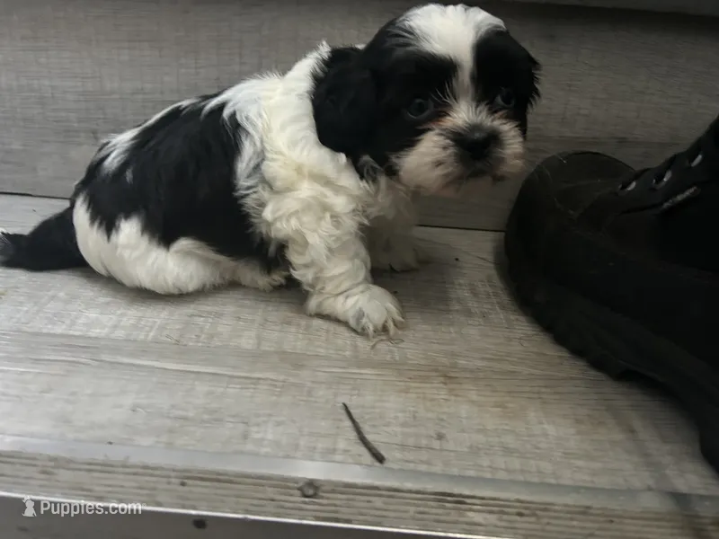 Star – Shih Tzu puppy for sale in Warren, MI