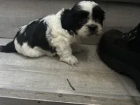 Star, a female Shih Tzu for sale in Warren, MI – 2 of 6