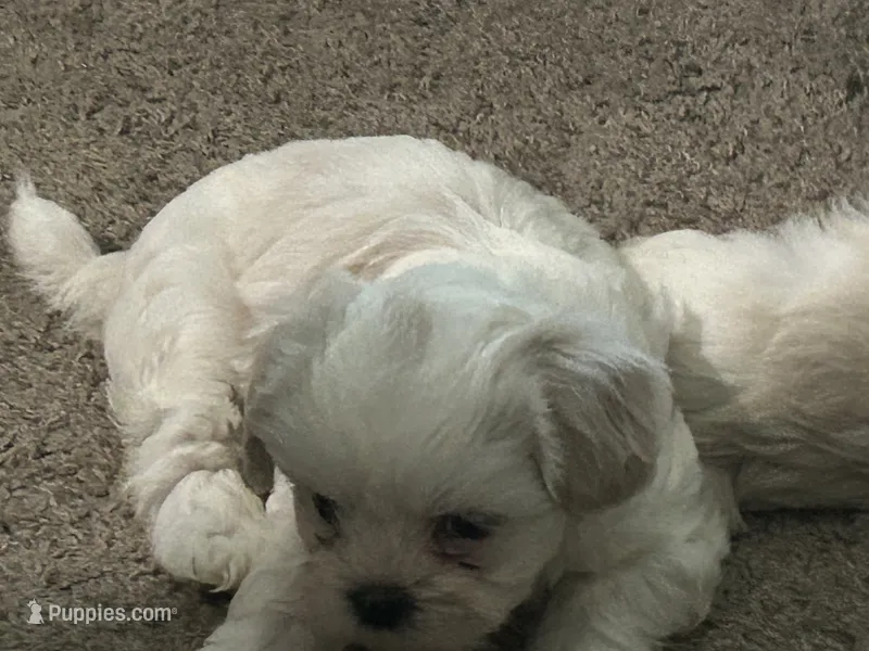 Bunny  – Shih Tzu puppy for sale in Warren, MI
