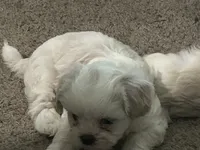 Bunny , a female Shih Tzu for sale in Warren, MI – 1 of 9