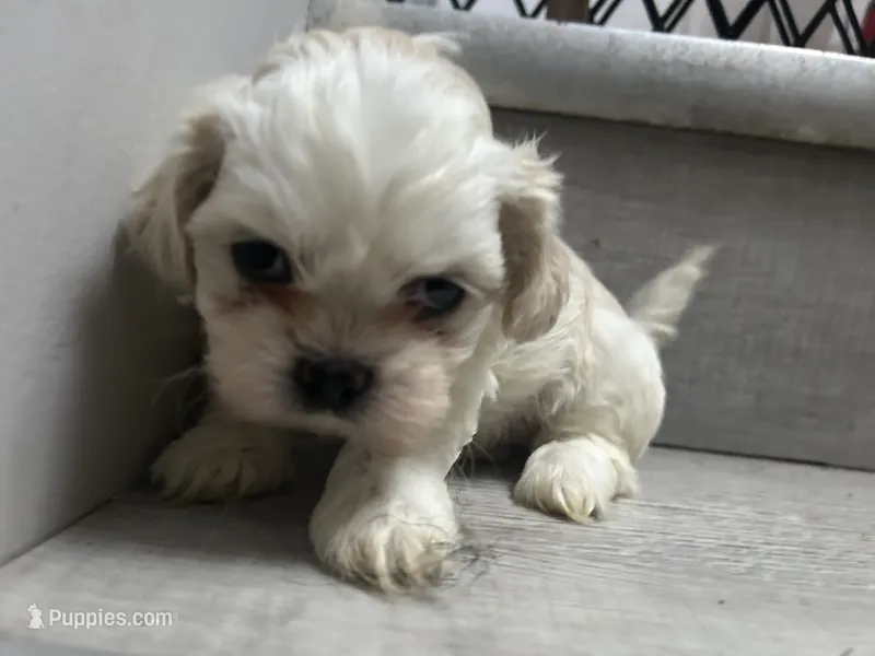 Sugar – Shih Tzu puppy for sale in Warren, MI