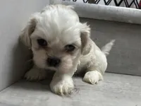 Sugar, a female Shih Tzu for sale in Warren, MI – 1 of 10
