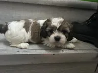 Mahogany , a female Shih Tzu for sale in Warren, MI – 3 of 9