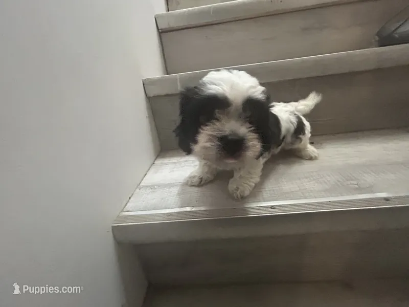 Lulu  – Shih Tzu puppy for sale in Warren, MI