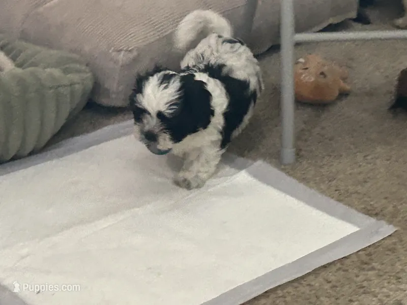 Lulu  – Shih Tzu puppy for sale in Warren, MI
