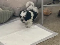 Lulu , a female Shih Tzu for sale in Warren, MI – 1 of 5