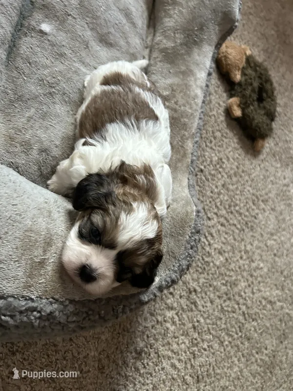 Mohogany  – Shih Tzu puppy for sale in Warren, MI