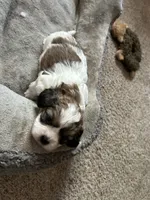 Mohogany , a female Shih Tzu for sale in Warren, MI – 1 of 3