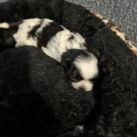 Skittles, a female Shih Tzu for sale in Warren, MI – 4 of 4
