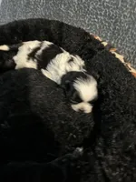 Skittles, a female Shih Tzu for sale in Warren, MI – Photo 4 of 4