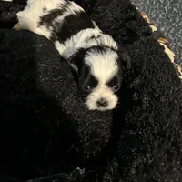 Skittles, a female Shih Tzu for sale in Warren, MI – 3 of 4