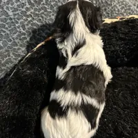 Skittles, a female Shih Tzu for sale in Warren, MI – 2 of 4
